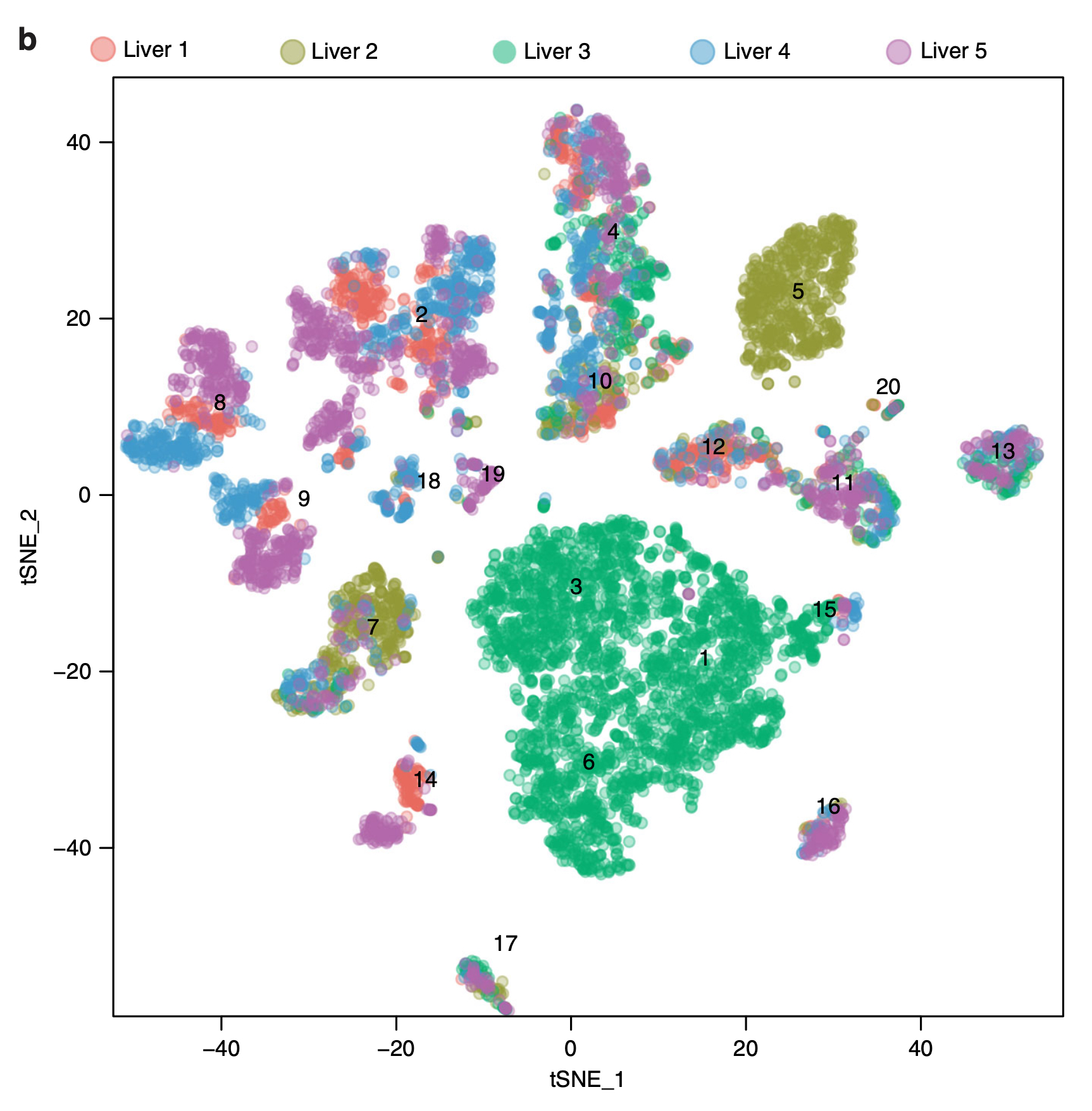t-SNE Plot of Liver Cell
Clusters